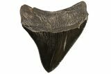 Serrated, Posterior Megalodon Tooth - Georgia #74493-2